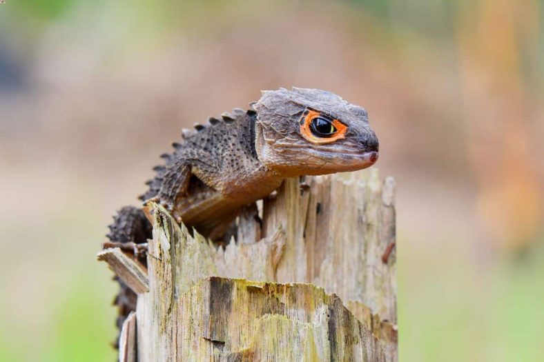 Reptil dan Amfibi Nokturnal