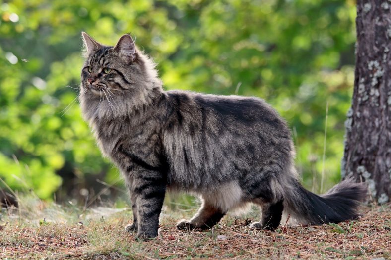 Kucing Hutan Nokturnal