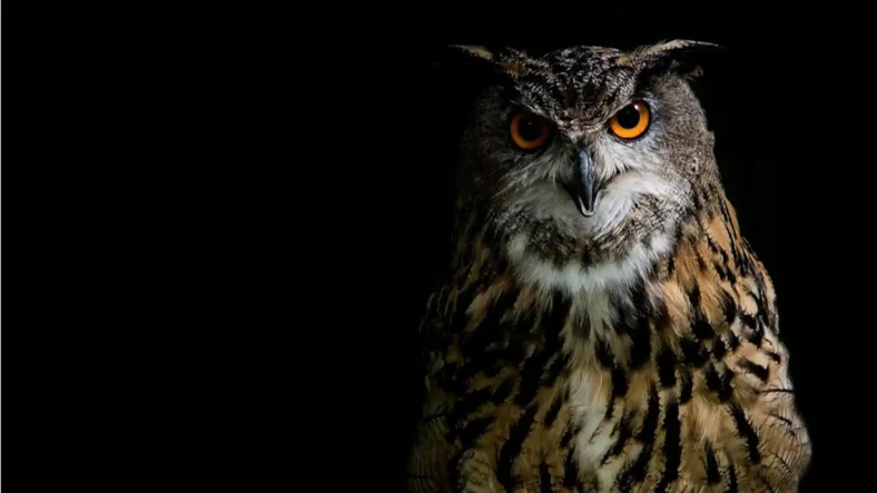 Burung Hantu dan Aktivitas Berburu Mereka di Malam Hari